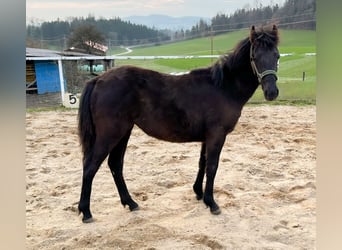 Más ponis/caballos pequeños, Yegua, 1 año, Castaño oscuro