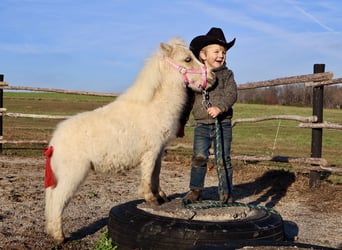 Más ponis/caballos pequeños, Yegua, 1 año, Palomino