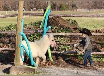 Más ponis/caballos pequeños, Yegua, 1 año, Palomino