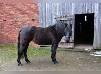 Más ponis/caballos pequeños Mestizo, Yegua, 21 años, Negro