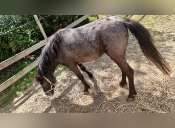 Más ponis/caballos pequeños, Yegua, 2 años, 115 cm, Atigrado/Moteado