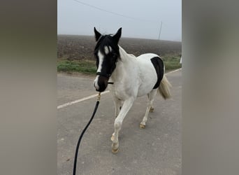 Más ponis/caballos pequeños, Yegua, 2 años, 135 cm, Pío