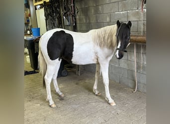 Más ponis/caballos pequeños Mestizo, Yegua, 2 años, 135 cm, Pío