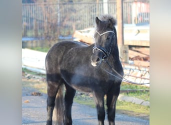 Más ponis/caballos pequeños, Yegua, 3 años, 128 cm, Tordillo negro