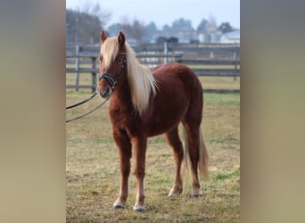 Más ponis/caballos pequeños, Yegua, 3 años, 130 cm, Alazán