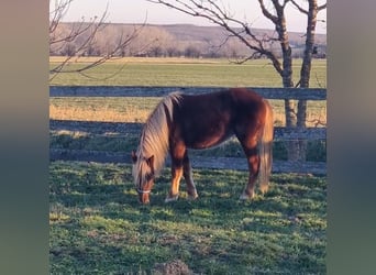 Más ponis/caballos pequeños, Yegua, 3 años, 130 cm, Alazán