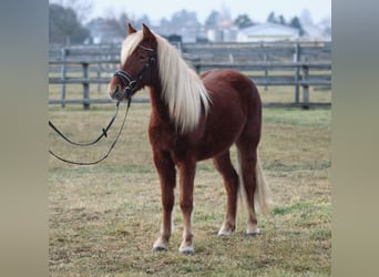 Más ponis/caballos pequeños, Yegua, 3 años, 130 cm, Alazán