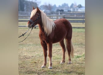 Más ponis/caballos pequeños, Yegua, 3 años, 130 cm, Alazán