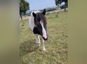 Más ponis/caballos pequeños Mestizo, Yegua, 3 años, 130 cm, Pío