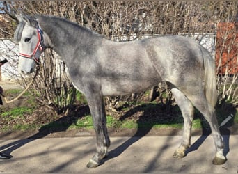 Más ponis/caballos pequeños, Yegua, 3 años, 145 cm