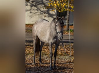 Más ponis/caballos pequeños, Yegua, 3 años, 148 cm, Tordo rodado