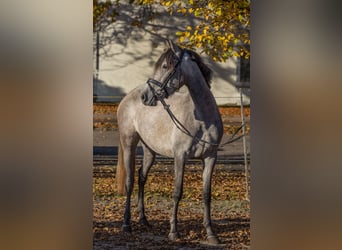 Más ponis/caballos pequeños, Yegua, 3 años, 148 cm, Tordo rodado