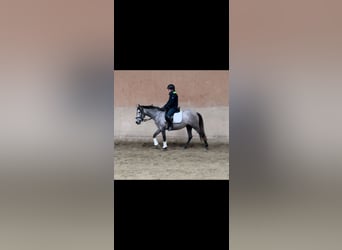 Más ponis/caballos pequeños, Yegua, 3 años, 148 cm, Tordo rodado