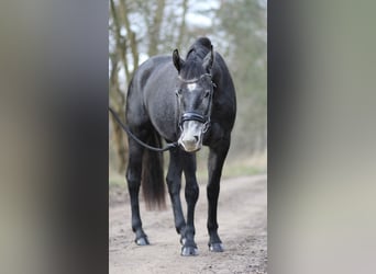 Más ponis/caballos pequeños, Yegua, 3 años, 153 cm, Tordo