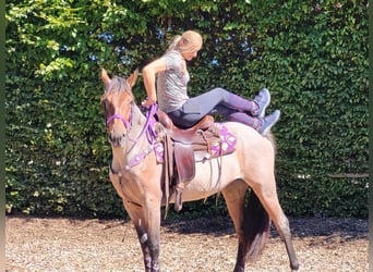 Más ponis/caballos pequeños, Yegua, 3 años, 155 cm, Ruano alazán