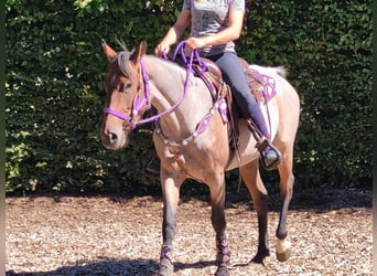 Más ponis/caballos pequeños, Yegua, 3 años, 155 cm, Ruano alazán