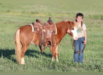 Más ponis/caballos pequeños, Yegua, 3 años, 97 cm, Alazán rojizo