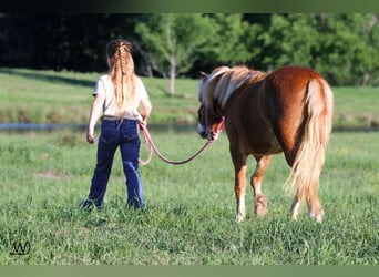 Más ponis/caballos pequeños, Yegua, 3 años, 97 cm, Alazán rojizo