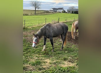 Más ponis/caballos pequeños, Yegua, 3 años, Tordo