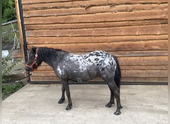 Más ponis/caballos pequeños Mestizo, Yegua, 4 años, 110 cm, Atigrado/Moteado