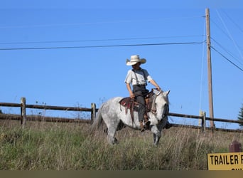 Más ponis/caballos pequeños, Yegua, 4 años, 124 cm, Tordo