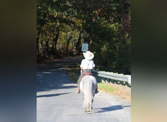 Más ponis/caballos pequeños, Yegua, 4 años, 124 cm, Tordo