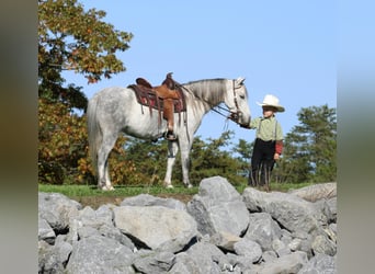 Más ponis/caballos pequeños, Yegua, 4 años, 124 cm, Tordo