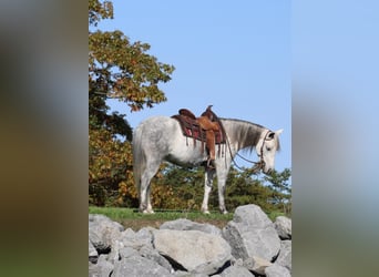 Más ponis/caballos pequeños, Yegua, 4 años, 124 cm, Tordo