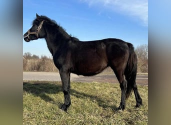 Más ponis/caballos pequeños, Yegua, 4 años, 130 cm, Negro