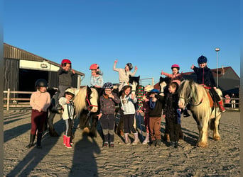 Más ponis/caballos pequeños, Yegua, 4 años, 130 cm, Overo-todas las-capas