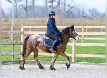 Más ponis/caballos pequeños, Yegua, 4 años, 130 cm, Overo-todas las-capas