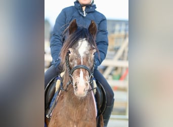 Más ponis/caballos pequeños, Yegua, 4 años, 130 cm, Overo-todas las-capas