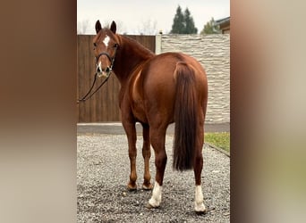 Más ponis/caballos pequeños, Yegua, 4 años, 140 cm, Alazán