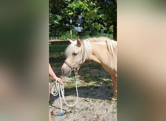 Más ponis/caballos pequeños Mestizo, Yegua, 4 años, 140 cm, Cremello