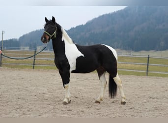 Más ponis/caballos pequeños, Yegua, 4 años, 140 cm, Pío