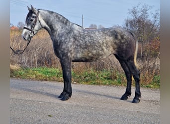 Más ponis/caballos pequeños, Yegua, 4 años, 142 cm