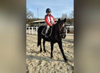 Más ponis/caballos pequeños, Yegua, 4 años, 142 cm, Negro