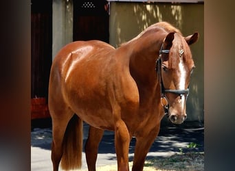 Más ponis/caballos pequeños, Yegua, 4 años, 143 cm