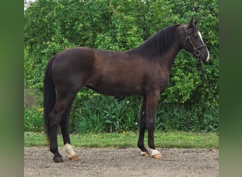 Más ponis/caballos pequeños, Yegua, 4 años, 143 cm, Castaño
