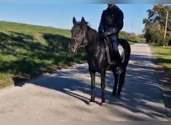 Más ponis/caballos pequeños, Yegua, 4 años, 145 cm