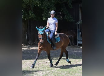 Más ponis/caballos pequeños Mestizo, Yegua, 4 años, 145 cm, Castaño