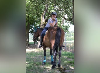 Más ponis/caballos pequeños Mestizo, Yegua, 4 años, 145 cm, Castaño