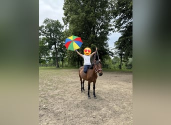 Más ponis/caballos pequeños Mestizo, Yegua, 4 años, 145 cm, Castaño