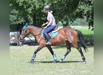 Más ponis/caballos pequeños Mestizo, Yegua, 4 años, 145 cm, Castaño