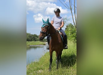 Más ponis/caballos pequeños Mestizo, Yegua, 4 años, 145 cm, Castaño