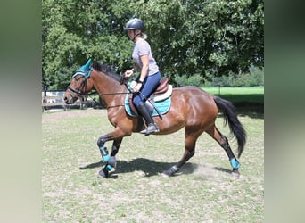 Más ponis/caballos pequeños Mestizo, Yegua, 4 años, 145 cm, Castaño