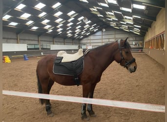 Más ponis/caballos pequeños, Yegua, 4 años, 145 cm, Castaño