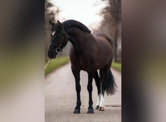 Más ponis/caballos pequeños, Yegua, 4 años, 145 cm, Castaño