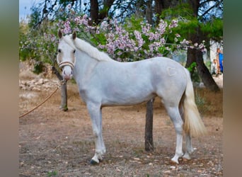 Más ponis/caballos pequeños, Yegua, 4 años, 147 cm, Palomino