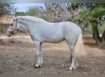 Más ponis/caballos pequeños, Yegua, 4 años, 147 cm, Palomino